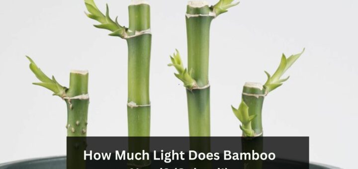 How Much Light Does Bamboo Need? (Solved!)