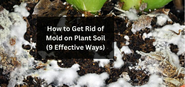 How to Get Rid of Mold on Plant Soil (9 Effective Ways)