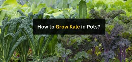 How to Grow Kale in Pots? (Step-by-Step Guide)