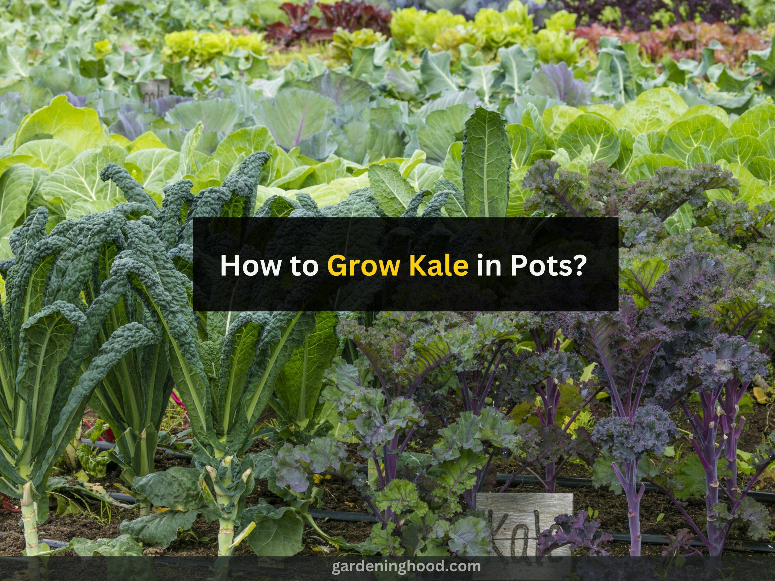 How to Grow Kale in Pots? (Step-by-Step Guide)