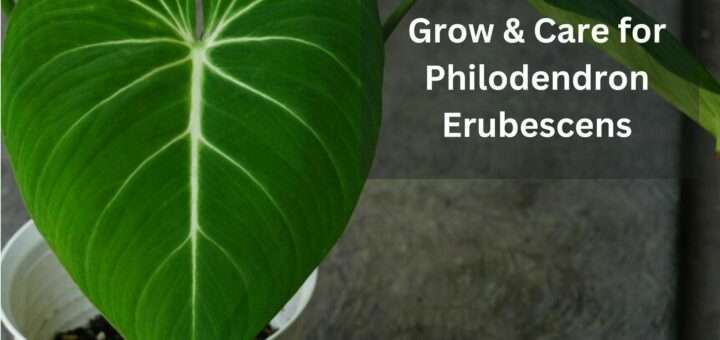 Philodendron