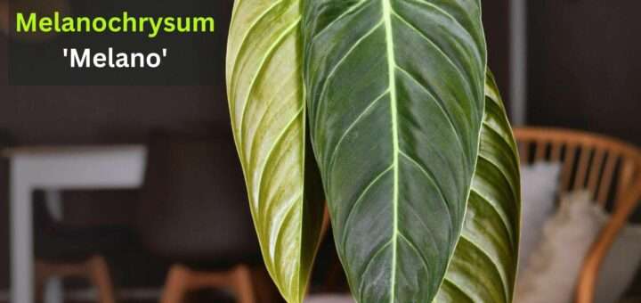 How to Grow & Care for Philodendron Melanochrysum 'Melano'