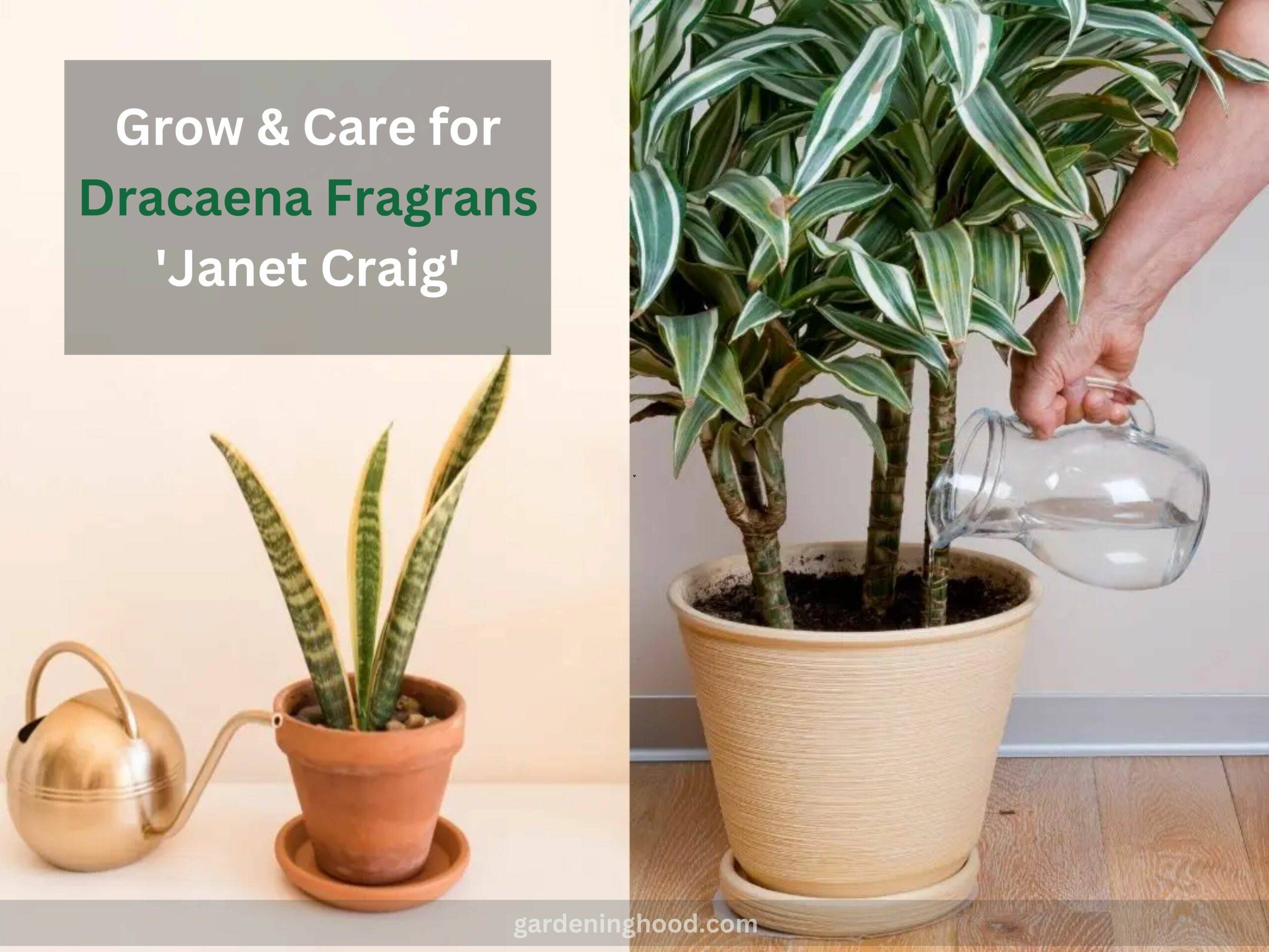 How to Grow & Care for Dracaena Fragrans 'Janet Craig'