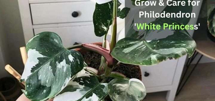 How to Grow & Care for Philodendron 'White Princess'