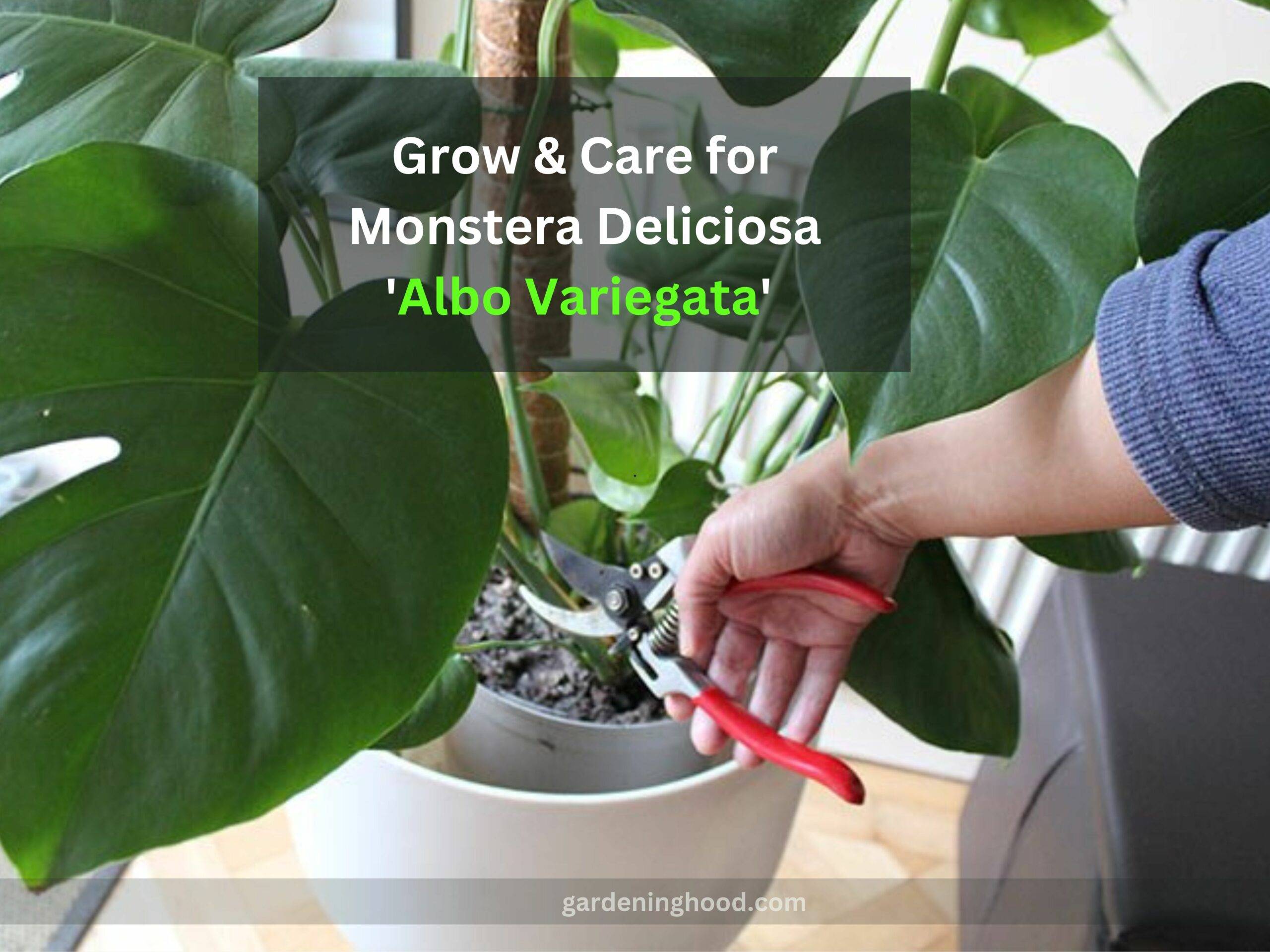 How to Grow & Care for Monstera Deliciosa 'Albo Variegata'