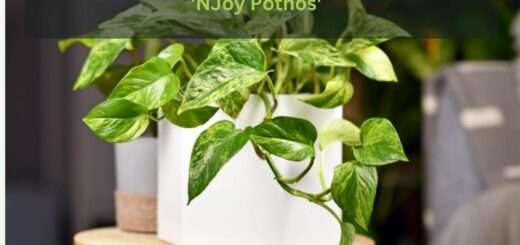 How to Grow & Care for Epipremnum Aureum 'NJoy Pothos'