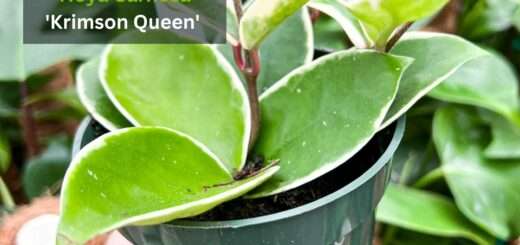 How to Grow & Care for Hoya Carnosa 'Krimson Queen'