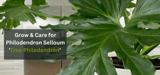 How to Grow & Care for Philodendron Selloum 'Tree Philodendron'