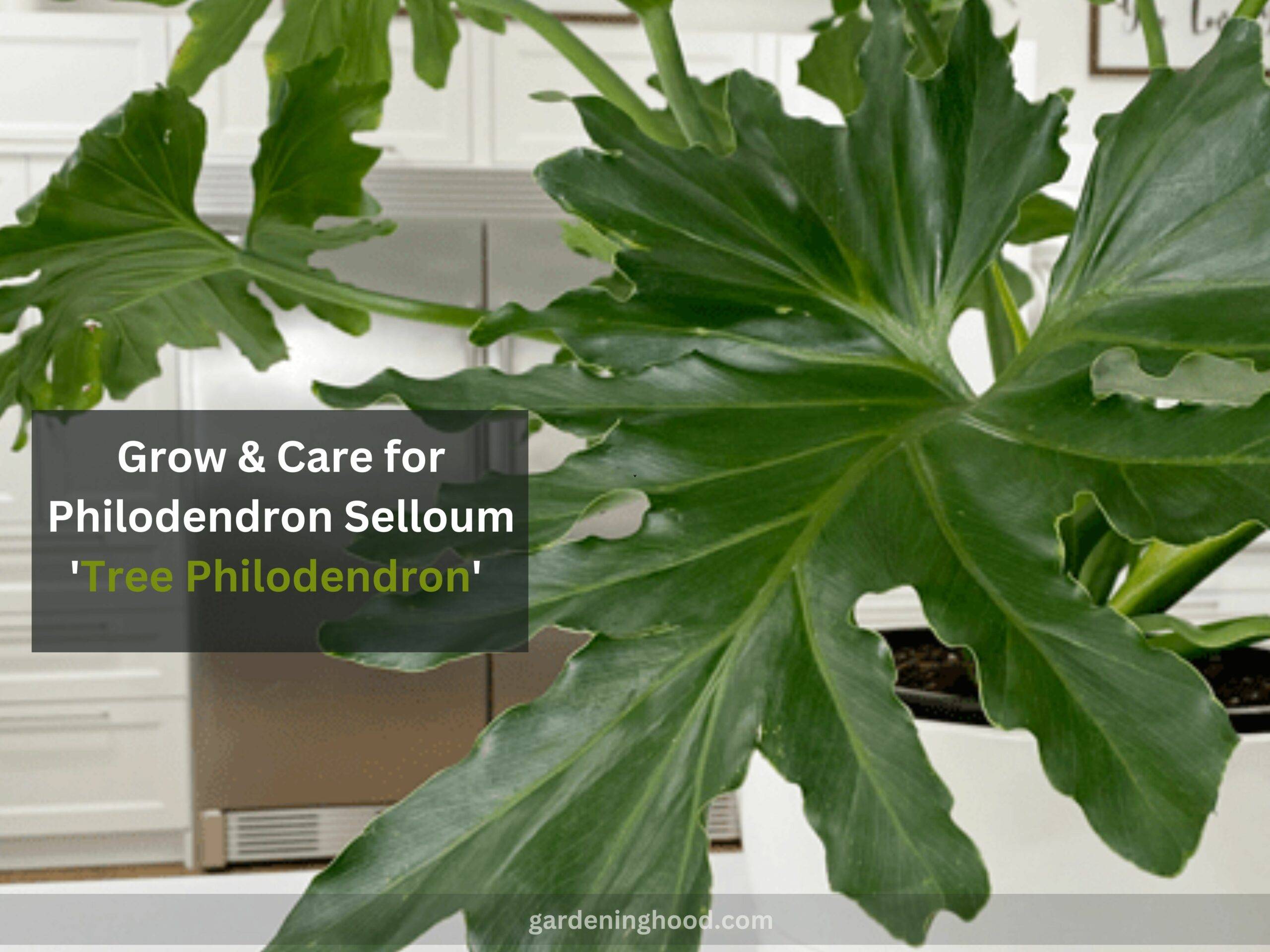 How to Grow & Care for Philodendron Selloum 'Tree Philodendron'