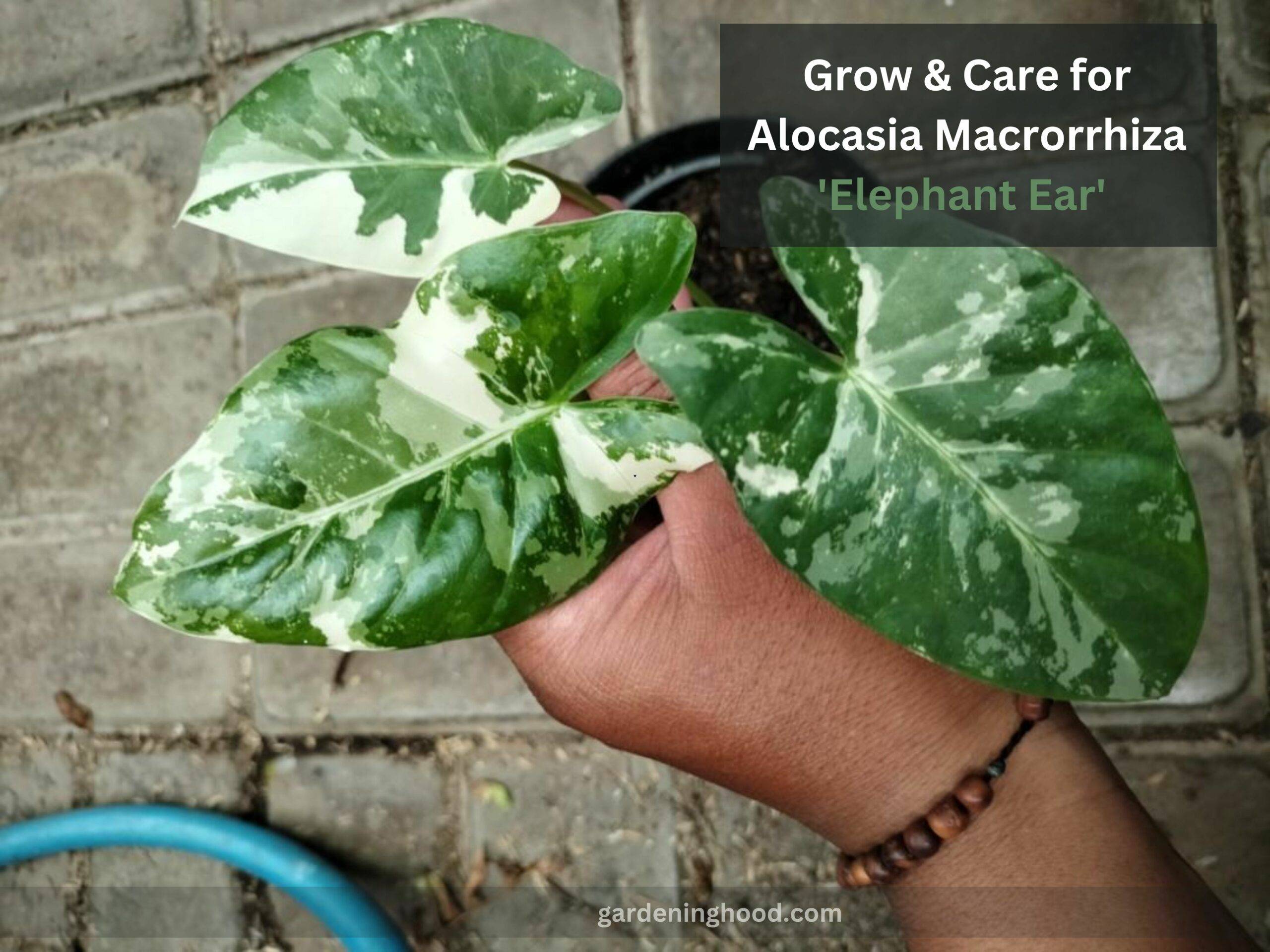 How to Grow & Care for Alocasia Macrorrhiza Variegata 'Elephant Ear'