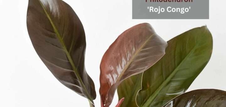 How to Grow & Care for Philodendron 'Rojo Congo'