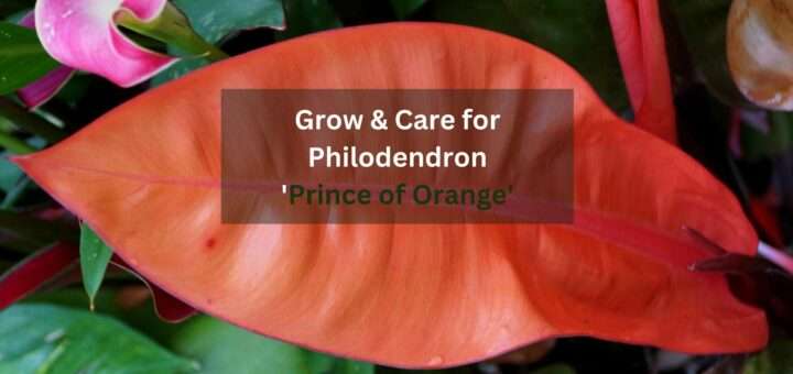 How to Grow & Care for Philodendron 'Prince of Orange'