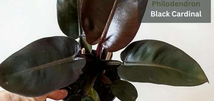 How to Grow & Care for Philodendron Erubescens 'Black Cardinal'