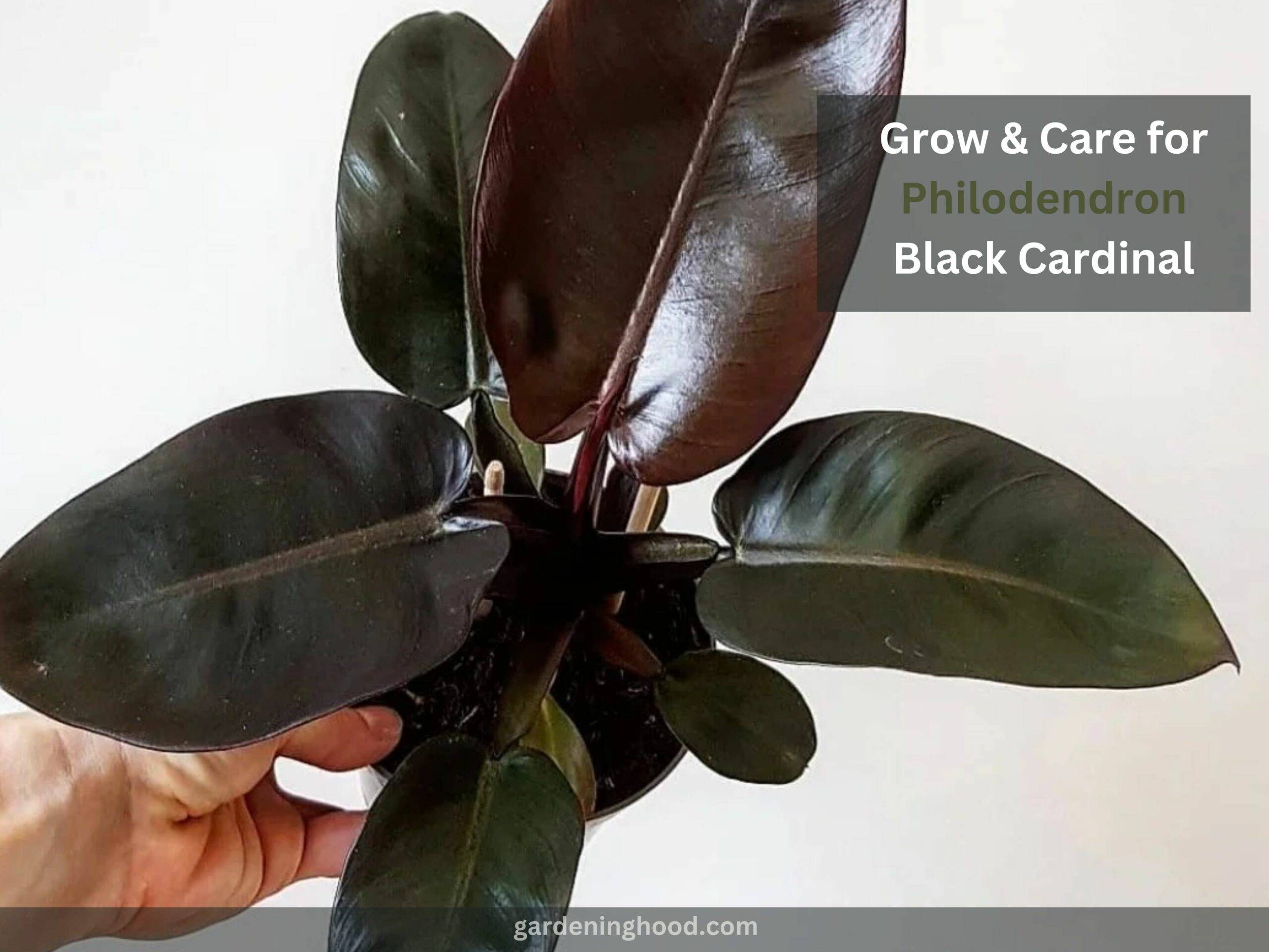 How to Grow & Care for Philodendron Erubescens 'Black Cardinal'