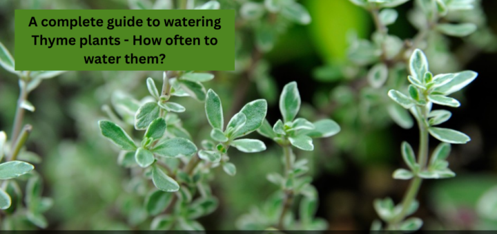 A complete guide to watering Thyme plants - How often to water them?