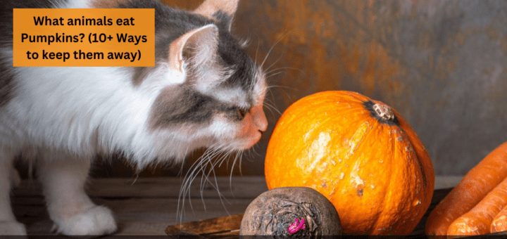 What animals eat Pumpkins? (10+ Ways to keep them away)