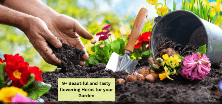 9+ Beautiful and Tasty flowering Herbs for your Garden