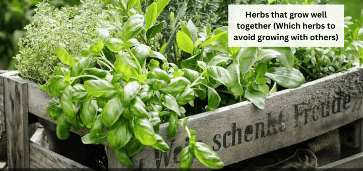 Herbs that grow well together (Which herbs to avoid growing with others)