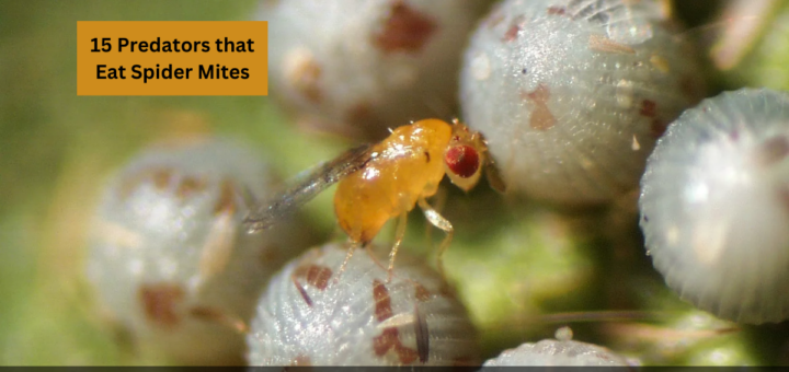 15 Predators that Eat Spider Mites