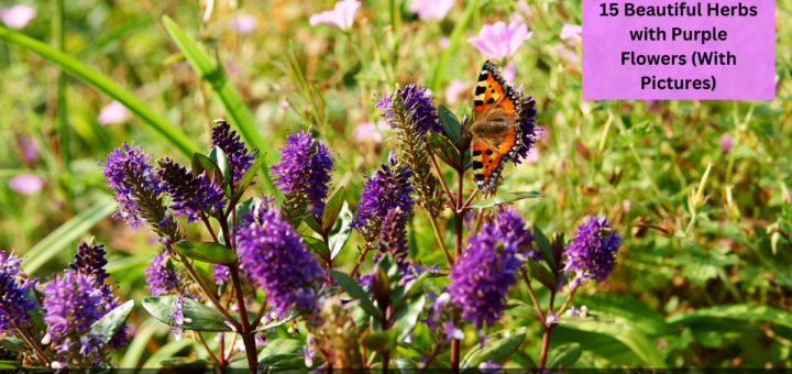 15 Beautiful Herbs with Purple Flowers (With Pictures)