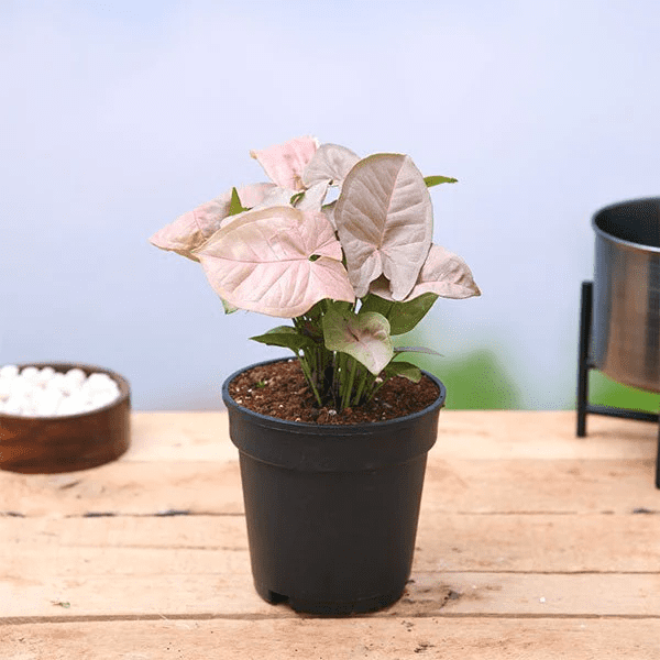 How to Grow & Care for Syngonium