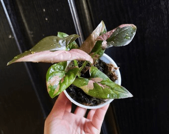 How to Grow & Care for Syngonium