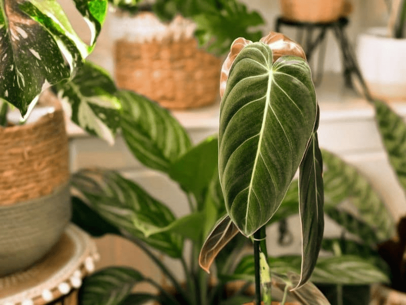 How to Grow & Care for Philodendron Melanochrysum 'Melano'