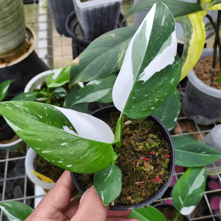 How to Grow & Care for Philodendron 'White Princess
