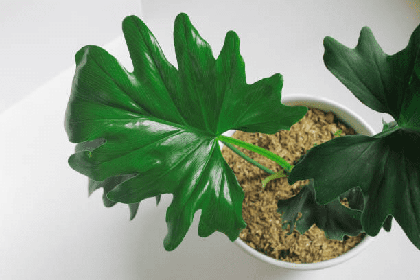 How to Grow & Care for Philodendron Selloum 'Tree Philodendron'
