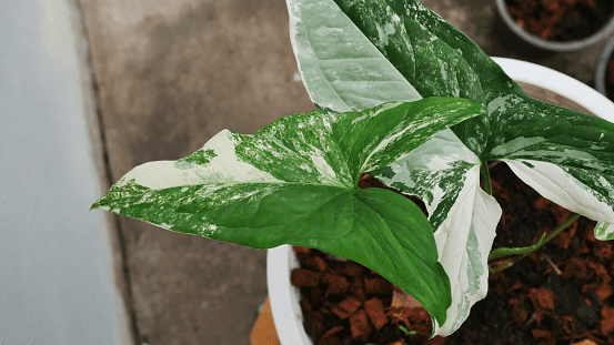 How to Grow & Care for Syngonium Podophyllum 'Albo Variegatum'
