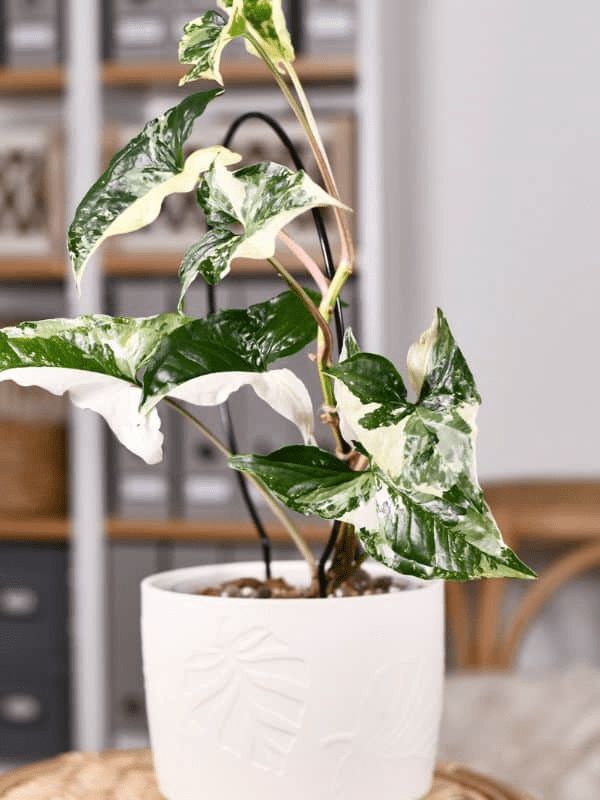 How to Grow & Care for Syngonium Podophyllum 'Albo Variegatum' 