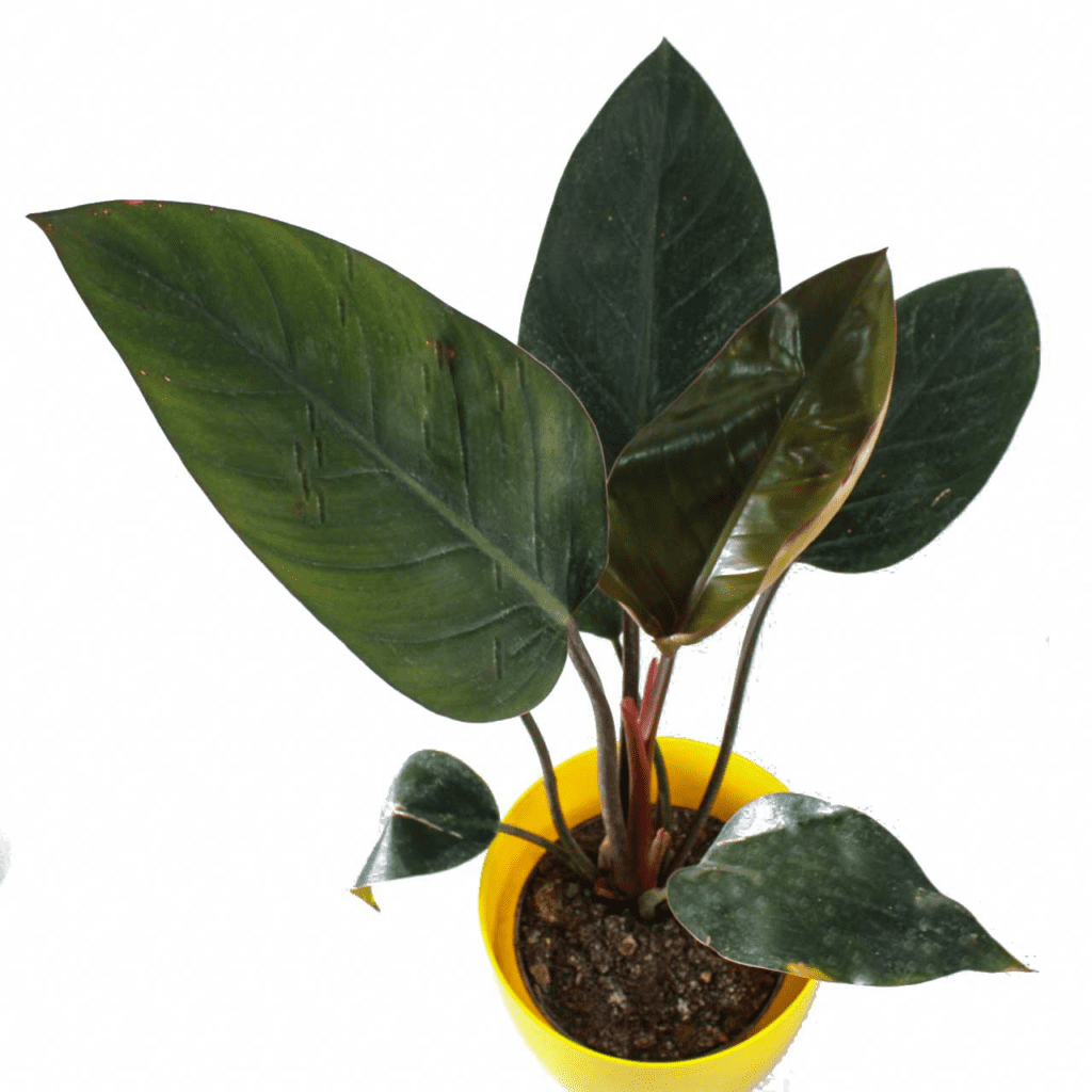 How to Grow & Care for Philodendron 'Rojo Congo' 
