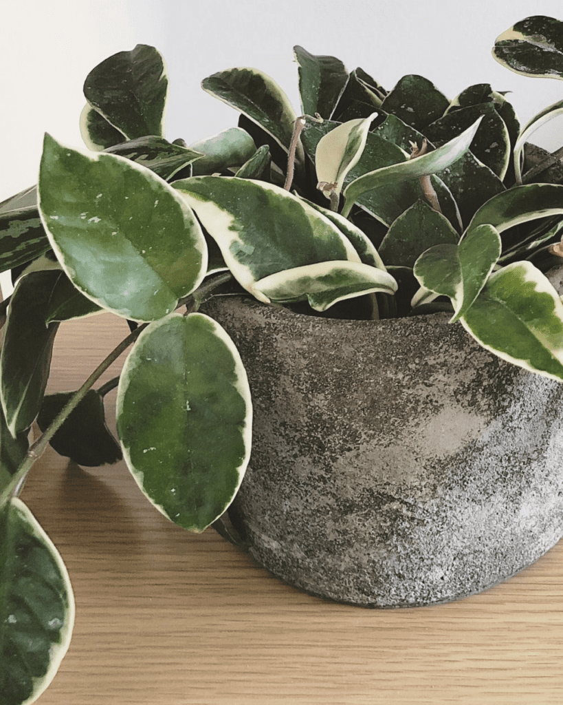 How to Grow & Care for Hoya Carnosa Variegata 'Tricolor'