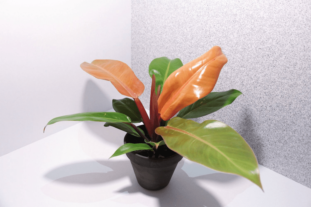 How to Grow & Care for Philodendron 'Prince of Orange'