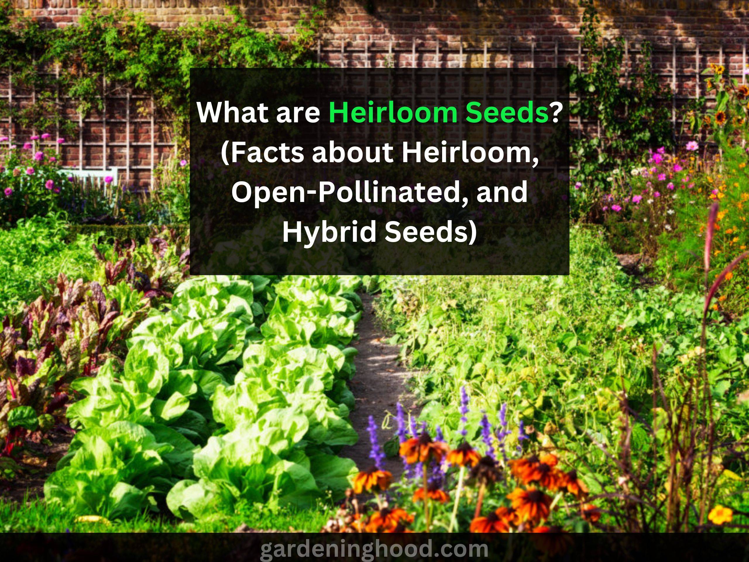 What are Heirloom Seeds?