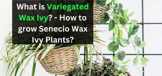 What is Variegated Wax Ivy? - How to grow Senecio Wax Ivy Plants?