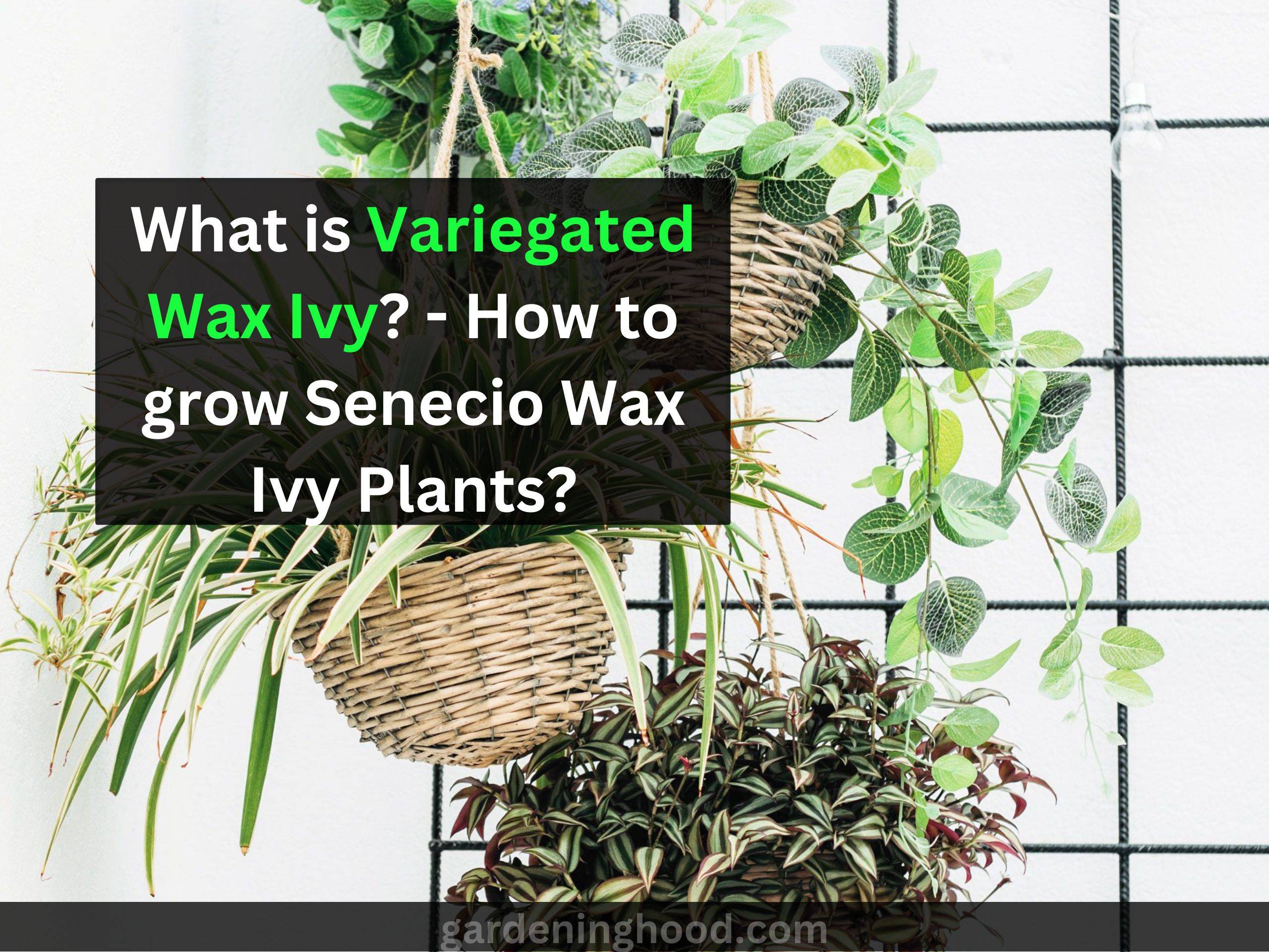 What is Variegated Wax Ivy? - How to grow Senecio Wax Ivy Plants?