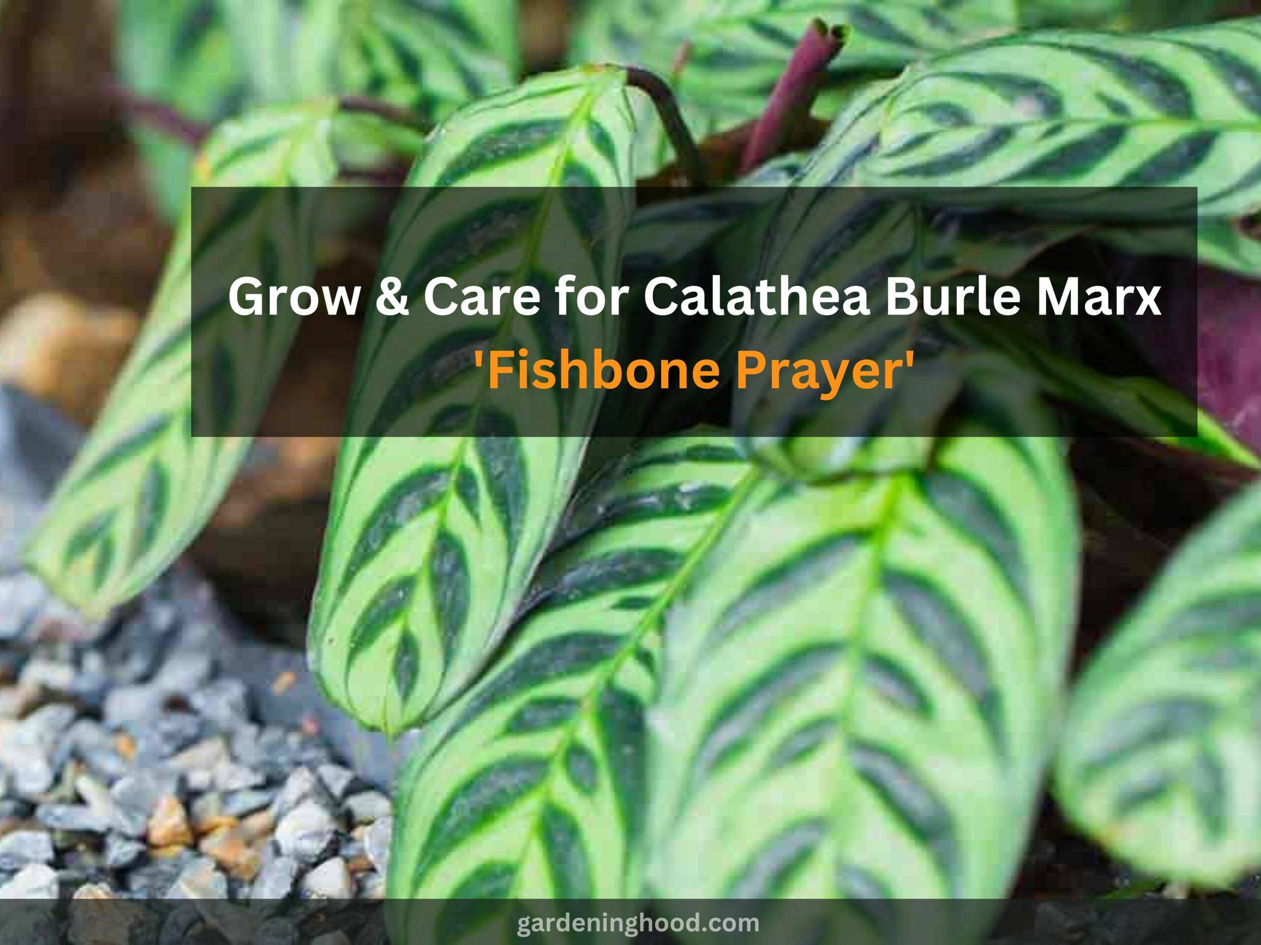 How to Grow & Care for Calathea Burle Marx 'Fishbone Prayer' (2023)