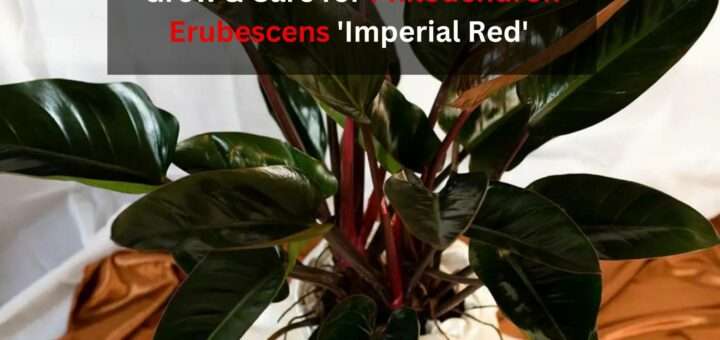 How to Grow & Care for Philodendron Erubescens 'Imperial Red'