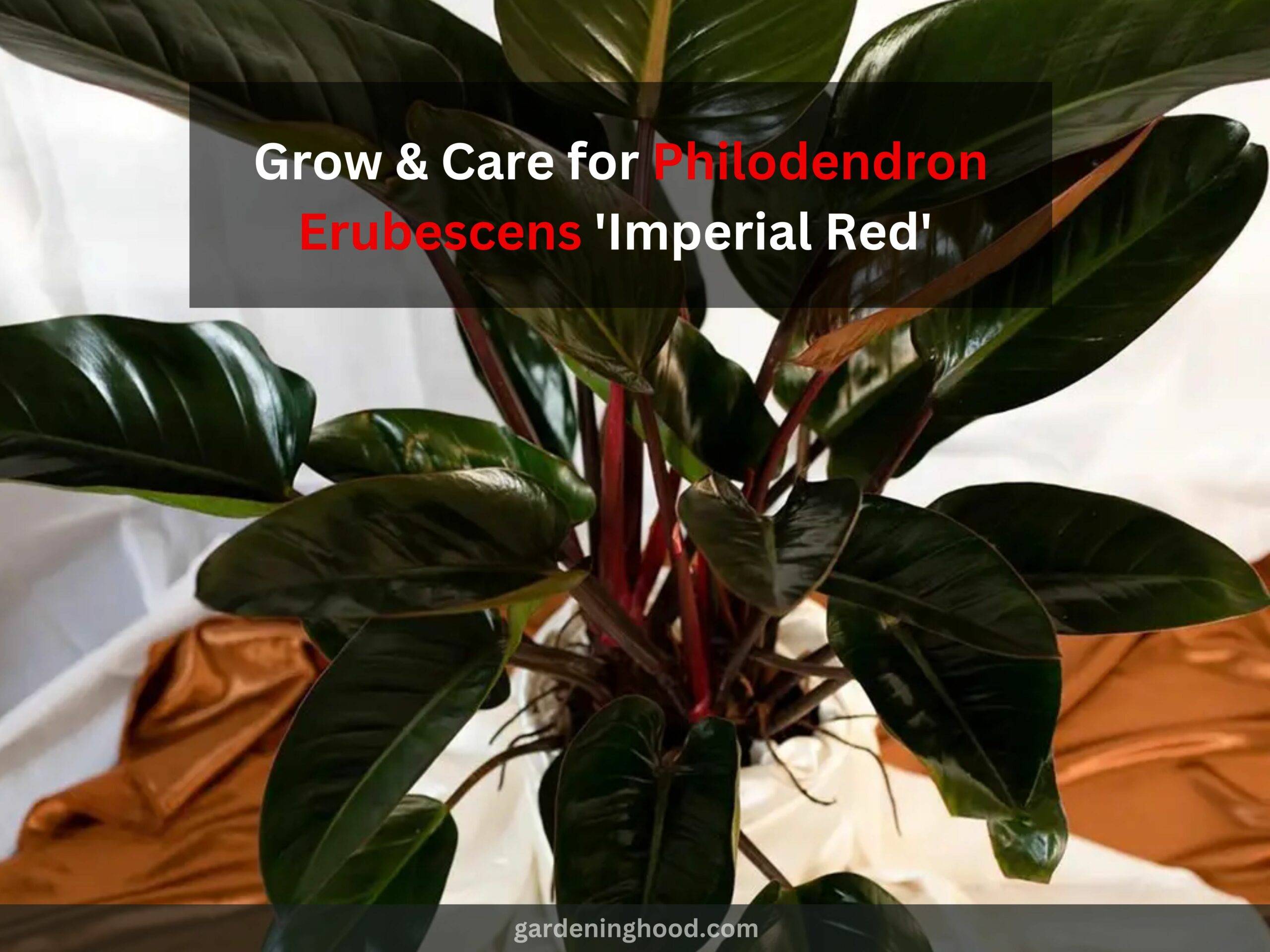 How to Grow & Care for Philodendron Erubescens 'Imperial Red'