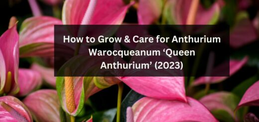How to Grow & Care for Anthurium Warocqueanum ‘Queen Anthurium’ (2023)