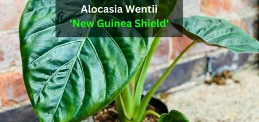 How to Grow & Care for Alocasia Wentii 'New Guinea Shield'