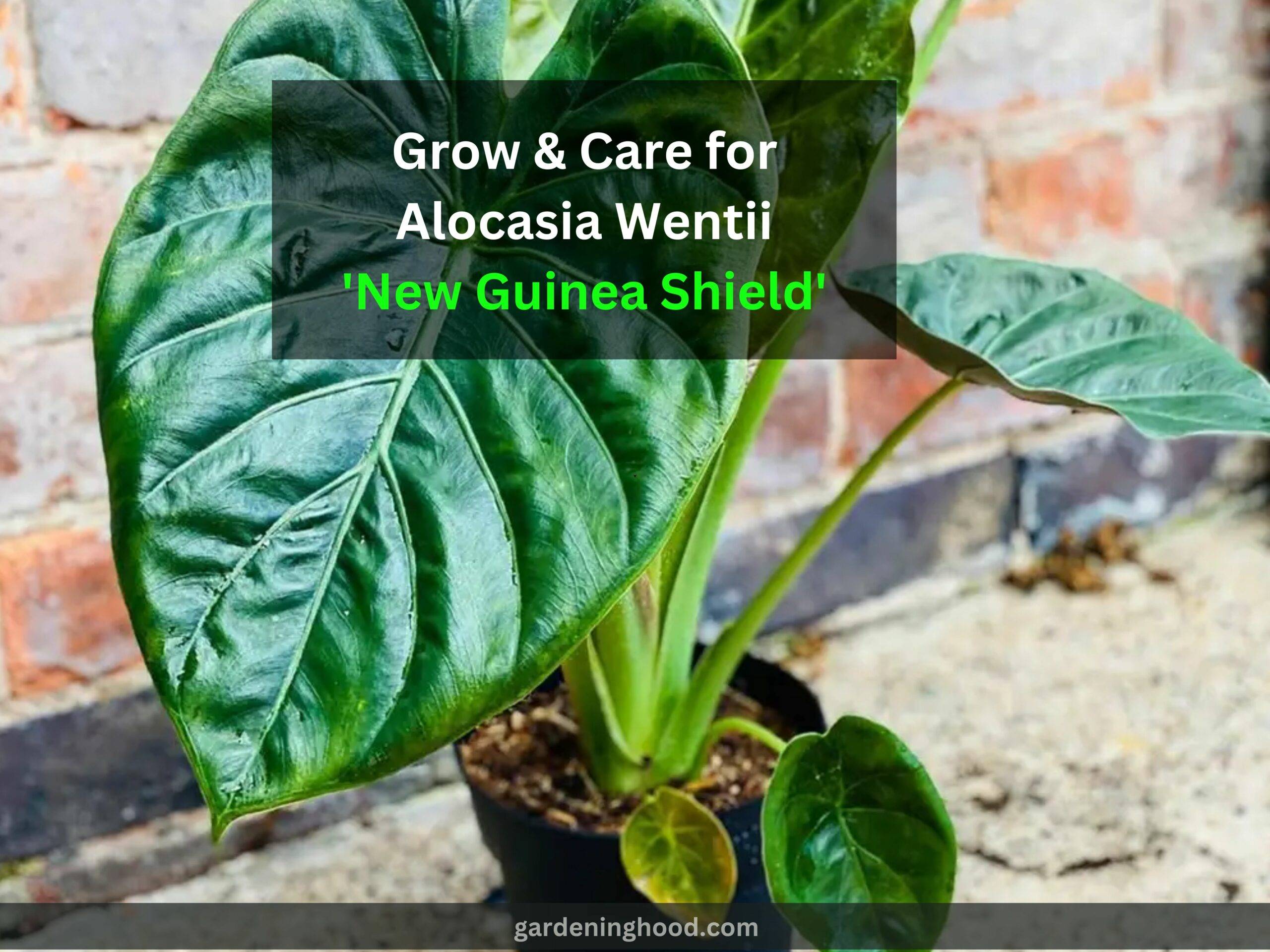 How to Grow & Care for Alocasia Wentii 'New Guinea Shield'