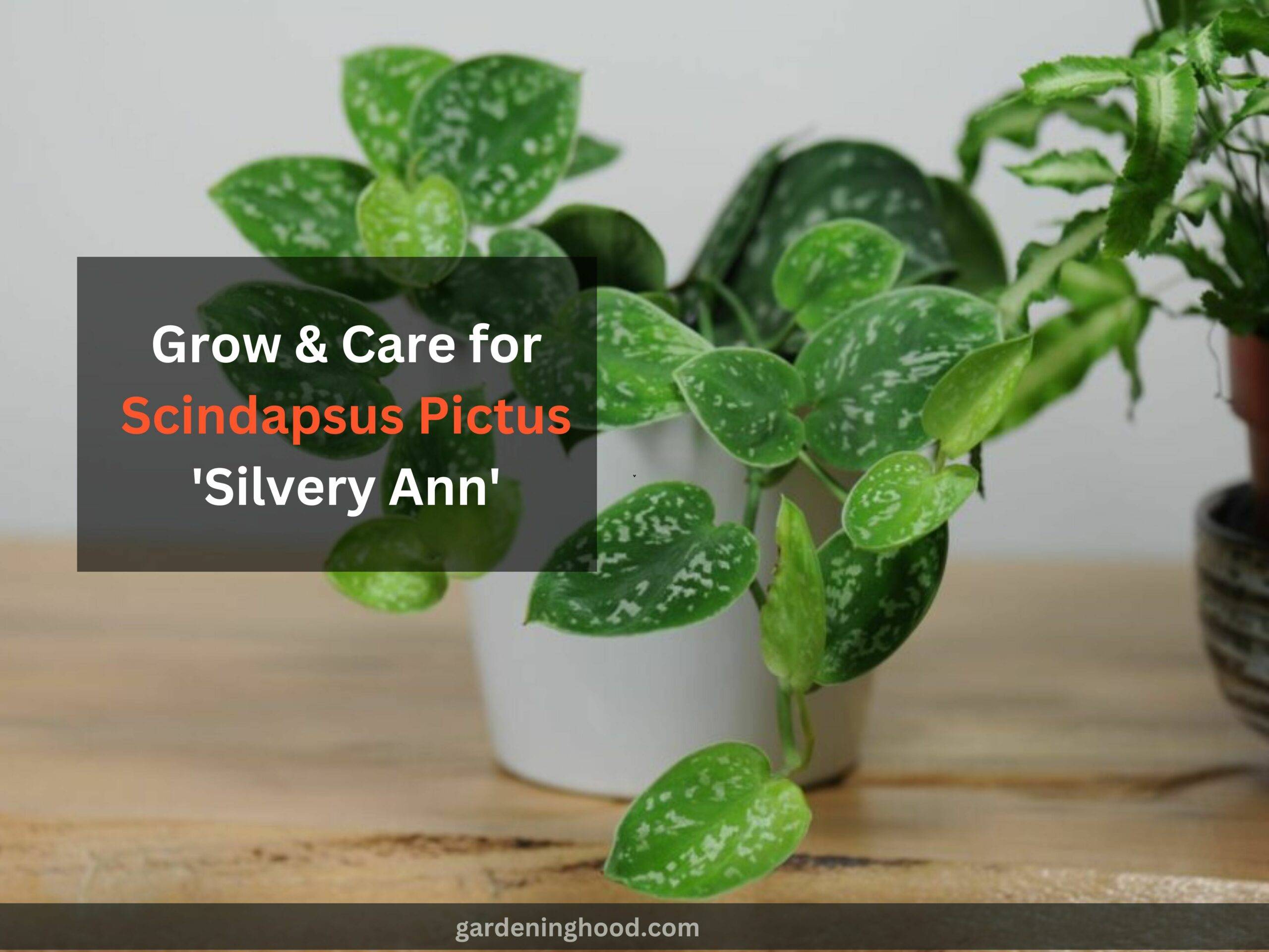 How to Grow & Care for Scindapsus Pictus 'Silvery Ann' (2023)