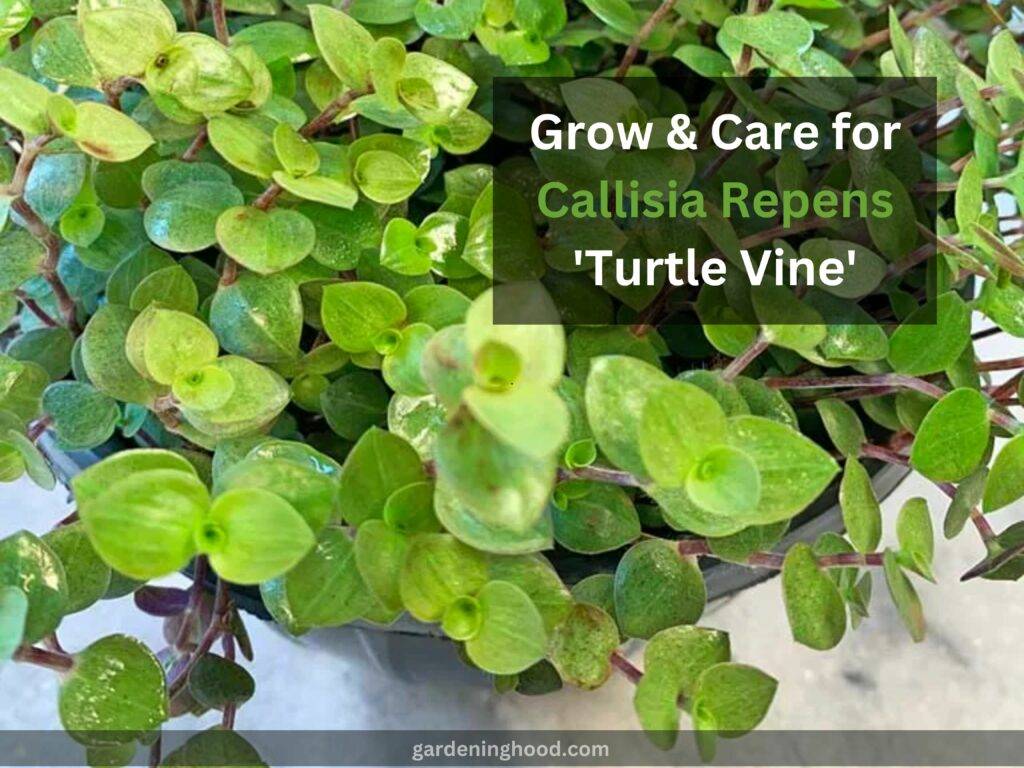 How to Grow & Care for Callisia Repens 'Turtle Vine' (2023)