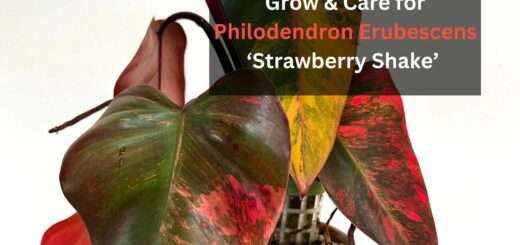 How to Grow & Care for Philodendron Erubescens ‘Strawberry Shake’ (2023)