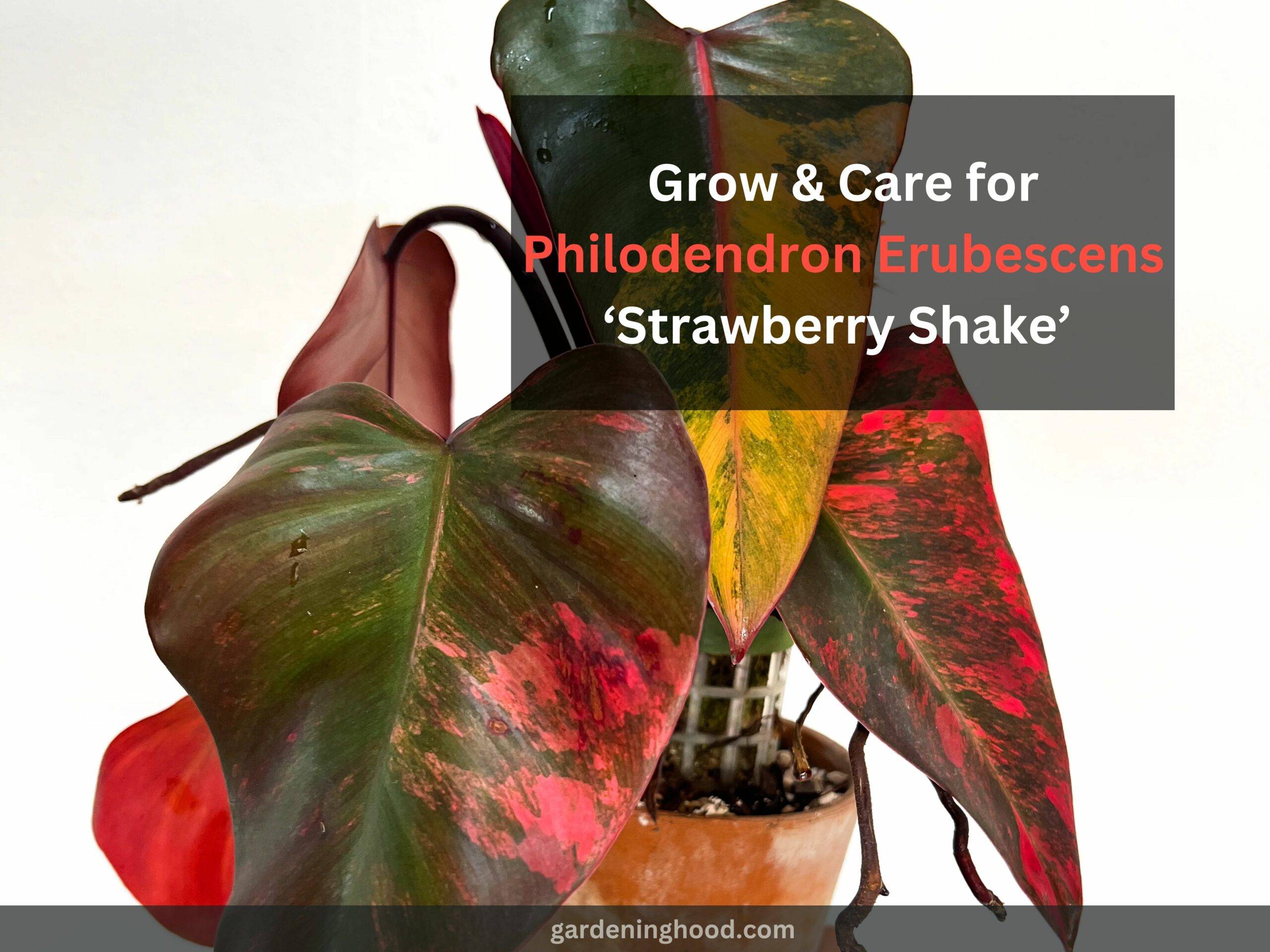 How to Grow & Care for Philodendron Erubescens ‘Strawberry Shake’ (2023)