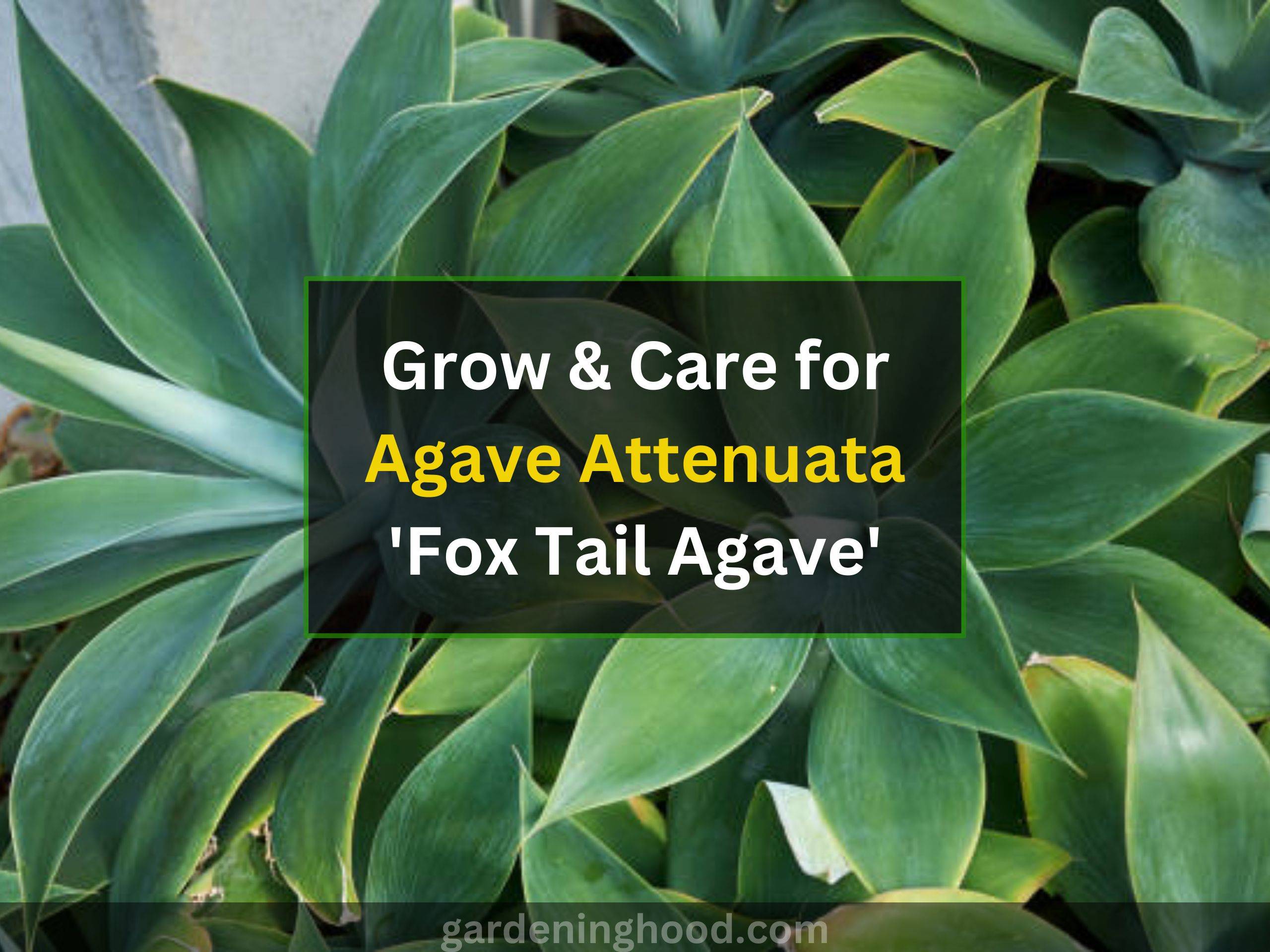Grow & Care for Agave Attenuata 'Fox Tail Agave'