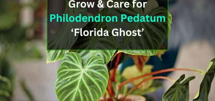 Grow & Care for Philodendron Pedatum ‘Florida Ghost’