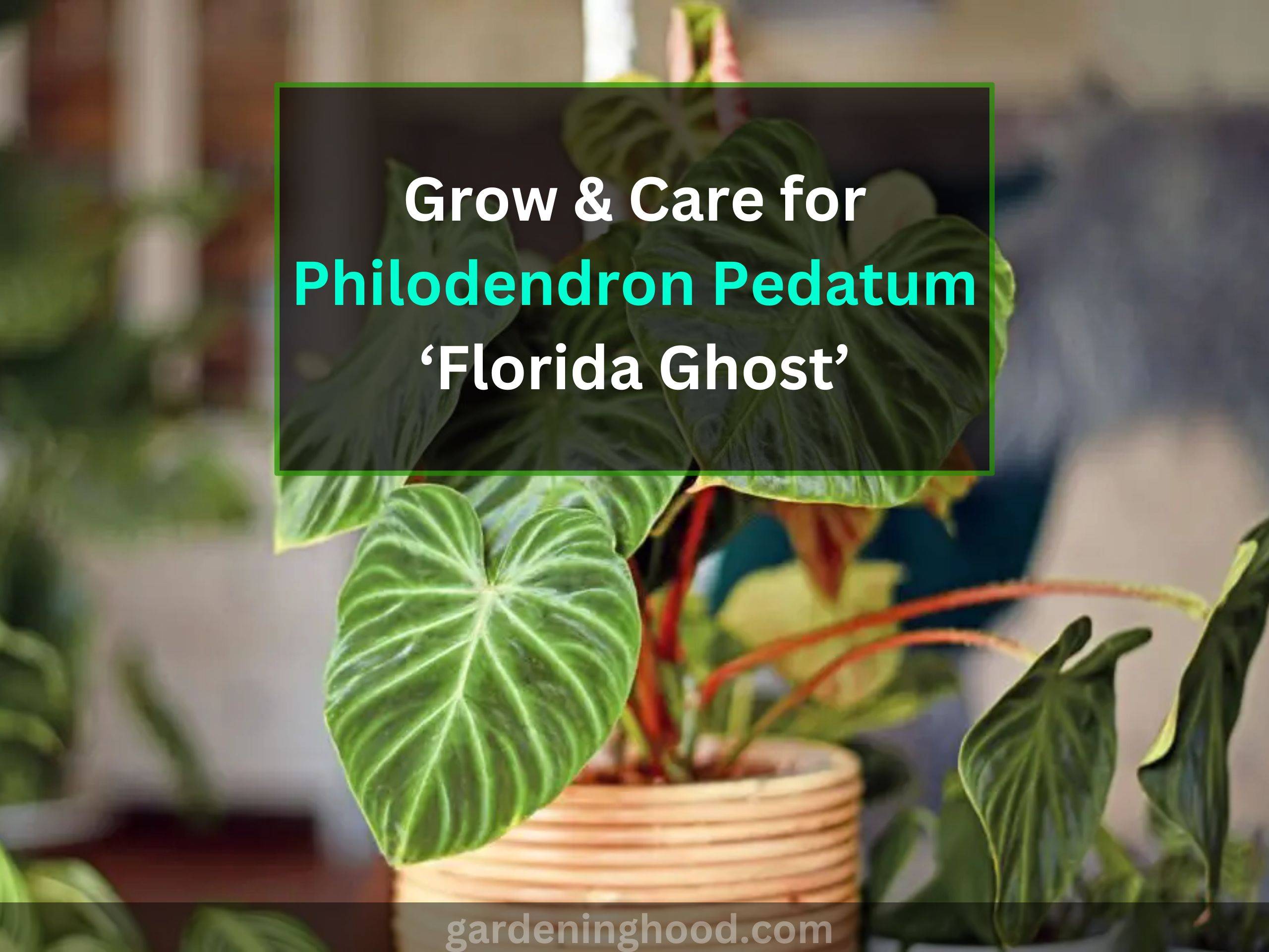 Grow & Care for Philodendron Pedatum ‘Florida Ghost’